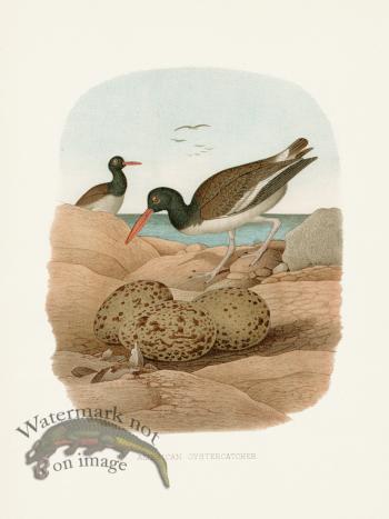 Thomas Gentry Bird 44